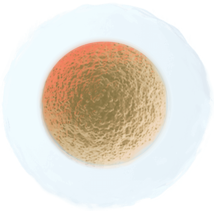 orange human cell